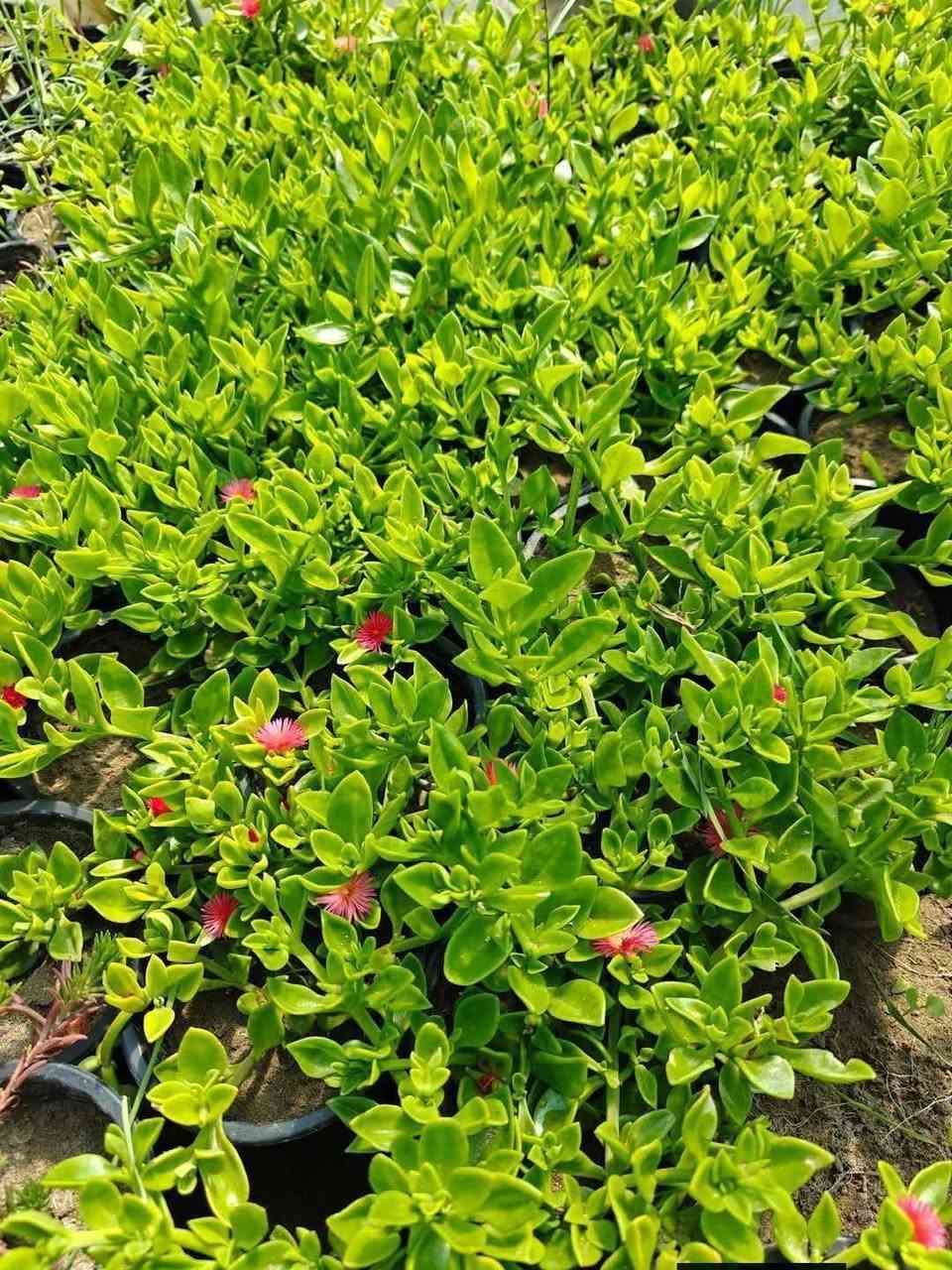 ورد دائمي التواصل خاص


**إذا كنت صاحب هذا الإعلان وتريد حذفه لأي سبب، رجاءا أرسل رسالة إلى الدعم الفني**