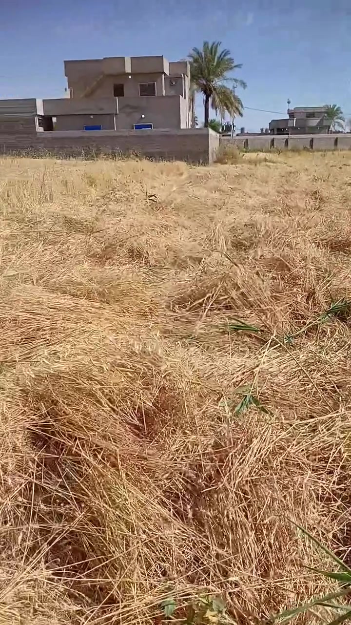 شتقل حصاد زروع بس كص بدون لم *********** @إشارة

