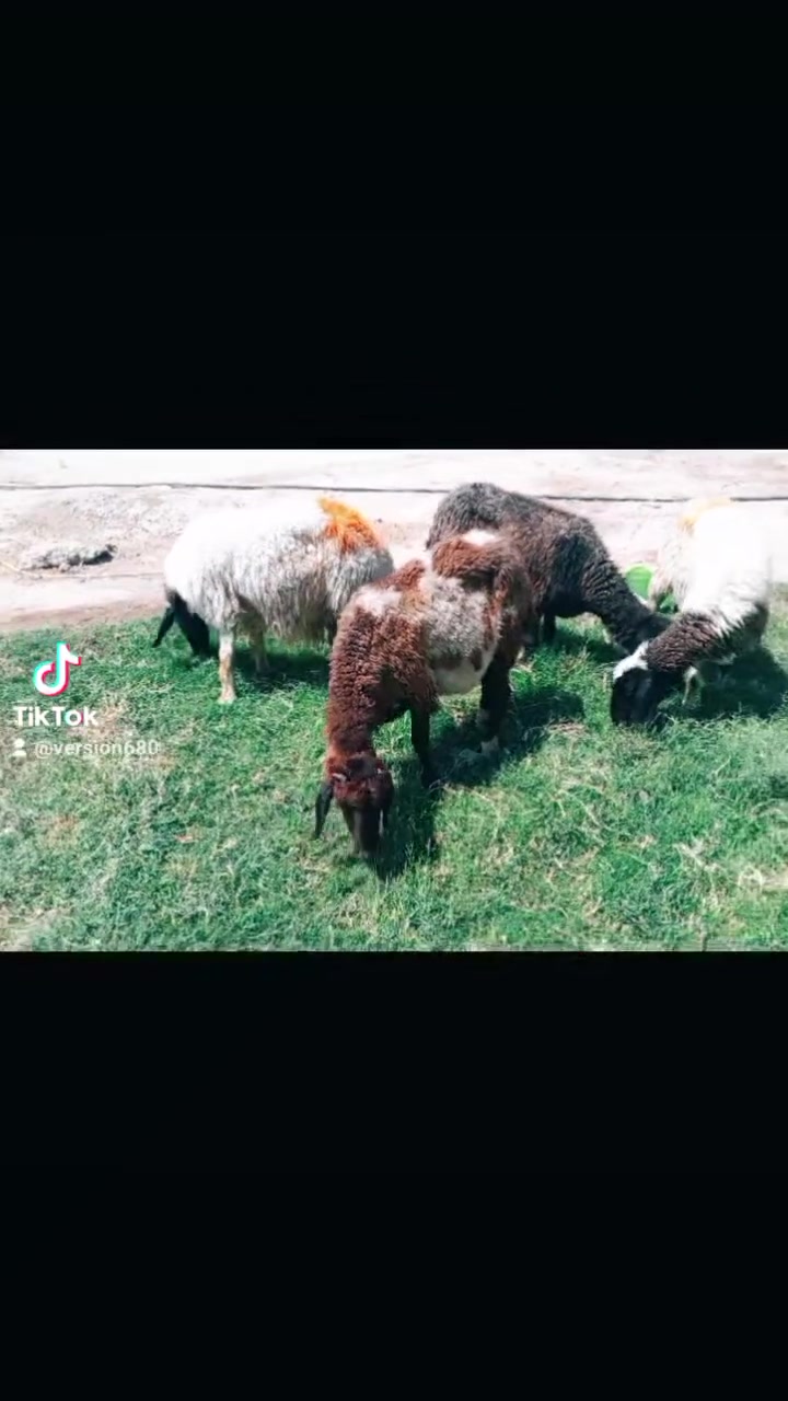 اللهم صل على محمد وال محمد متاح حلال العدد 4وين  الجنايه حلال نظيف مال جني سن وشطر  وين يدور حلال نظيف مال  جني سعر زوج 500وبيهن مجال بصيط  مكان بغداد المشاهده  توصيل ماكو رقم *********** بي واتساب @@
