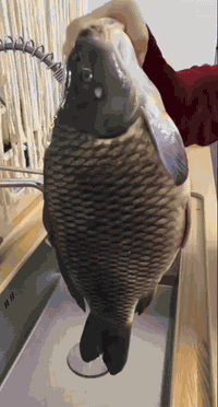 اكيد باجر اربعاء واكل السمك مستحب 
الحجز مفتوح ***********🥰
المسكوف يمنة غير طعم انصهار 🥰#مكسب #دهين #حامض تمتع بالذطعم المسكوف على الفحم واكيد الدجاج الشوي عالم من #الانصهار 
سمك كبارعرض 
دجاج حي محلي 
زوري حي 5500زوري مقلي 10000
صدر بعضم افخاذ كبدة  متوفر 🥳
لبن مدخن 3000نص كيلو 1500
اكيد خبز البيت الخفيف والي يجنن 5بالف 
#تقطيع #تقشير حسب رغبتكم الدجاج والسمك
