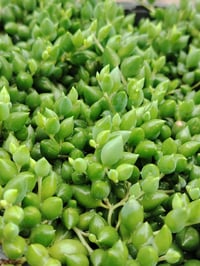 نبات المسبحة • سريع النمو • الكوت