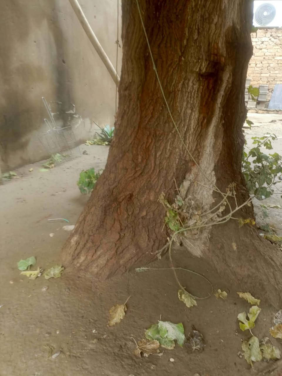 سلام عليكم عندي هاي الشجره الي يريده حطي خل. يجي يكصه واخذه حطب رقم***********
