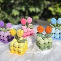 نباتات • صبار • الحله