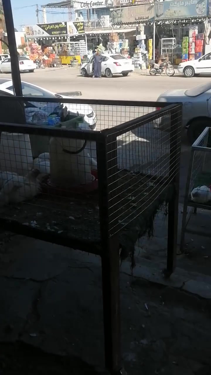 غراض محل دجاج مستعمله للبيع هلاسه دجاج محوره وقفاص وميزان وسنكي يعني محل كامل
النجف مشخاب ***********
