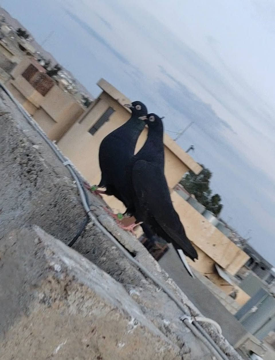 زوج بصراويه فول
زوج تار
زوج فحل


**إذا كنت صاحب هذا الإعلان وتريد حذفه لأي سبب، رجاءا أرسل رسالة إلى الدعم الفني**