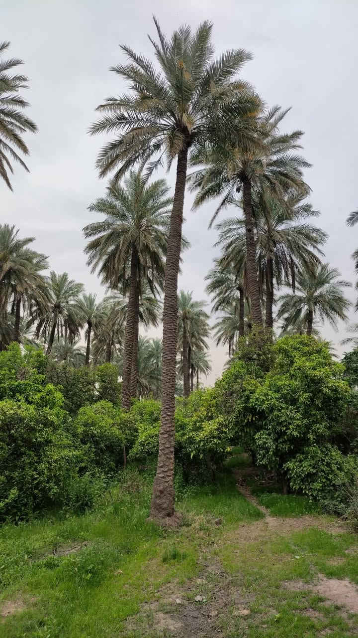 أرض للاستثمار مساحة 800 متر، العنوان: بغداد – البوعيثة. الموقع قرب مدرسة النصر ومستوصف الجيبجي وجامع الغفران، ويمتاز بالقرب من نهر دجلة والخدمات الكاملة (طريق مبلط، كهرباء، إنترنت، ماء). الأرض مناسبة لبناء استراحة أو مزرعة أو حتى بيت سكن. المنطقة مأهولة وقريبة من مزارع وبيوت راقية. الإيجار: حسب طبيعة المشروع وقابل للتفاوض. للتواصل والاستفسار: ***********.
