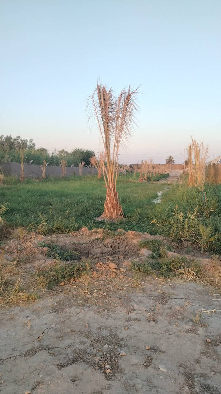 مزرعه على نهر دجله مباشر مساحة
دونم للبيع موقعه مميز  وكلش حلو🙏
💐وجه الدونم(٢٠م)والنزال(١٢٠) الدونم مسيج بالكامل
💐جنس العقار سند (٢٥) تحويل مباشر من صاحب الأرض الشرعي💐
يتوفر اشجار🌴 نخيل عدد ٣٤ برحي و بريم ومكتوم ومجهول توجد أيضا أشجار ليمون و تين وبرتقال 
👍الخدمات المتوفر ماء سقي ماء أساله وجهه مباشر تبليط
🛣️موقع الأرض  واسط قضاء العزيزيه الدير الاوسط تبعد عن طريق بغداد كوت  بمسافه كيلو٣🛣️
🙏السعر خاص او يتوفر واتساب على الرقم 
للأستفسار ***********
