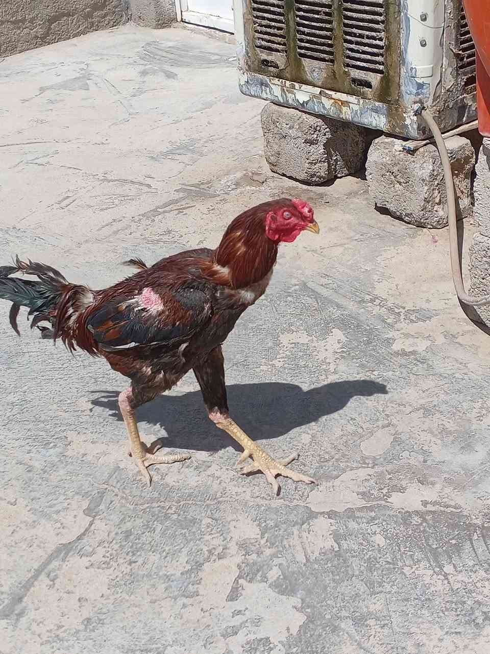 سلام عليكم. ديك هندي البيع وشراي يجي خاص 
وسعر مناسب


**إذا كنت صاحب هذا الإعلان وتريد حذفه لأي سبب، رجاءا أرسل رسالة إلى الدعم الفني**