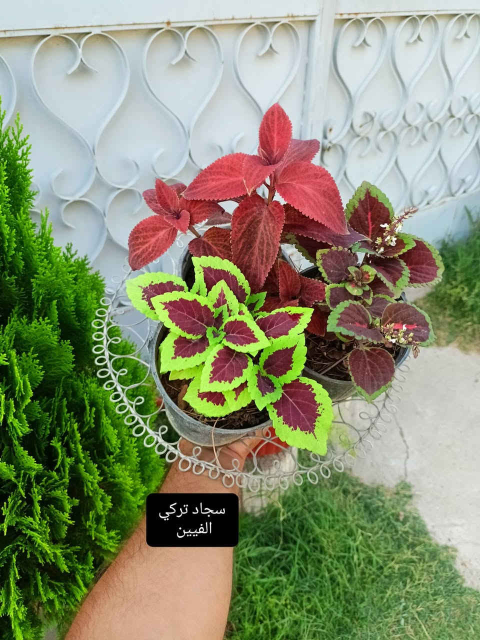 نباتات للبيع وبأسعار مناسبة الأسعار داخل كل صورة بالمنشور للحجز مراسله الصفحه ولا تنسوا متابعه الصفحه 🌷


**إذا كنت صاحب هذا الإعلان وتريد حذفه لأي سبب، رجاءا أرسل رسالة إلى الدعم الفني**