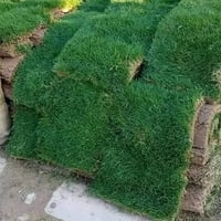ثيل هندي • ممتاز • حجز