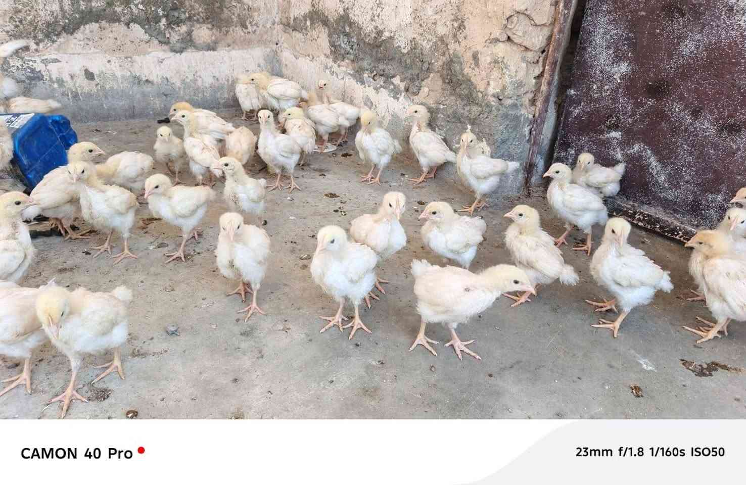 السلام عليكم
متوفر صواصي دجاج 
العمر اكثر من 40 يوم 
سعر الجوز 3 الف فقط 
ملقح نشط
للاتصال ‏‪***********
