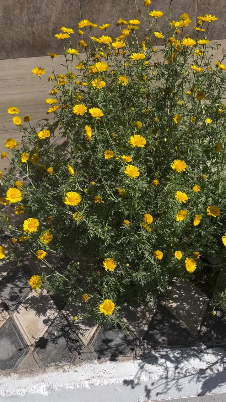 من البذور الموسمية


**إذا كنت صاحب هذا الإعلان وتريد حذفه لأي سبب، رجاءا أرسل رسالة إلى الدعم الفني**