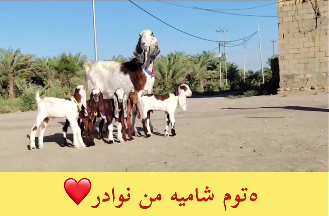 #تابعني وعلق تم يصلك السعر
وراه ٥توم شاميه فاخره ٣فحله ونثايه ٢
***********اسيا***********
