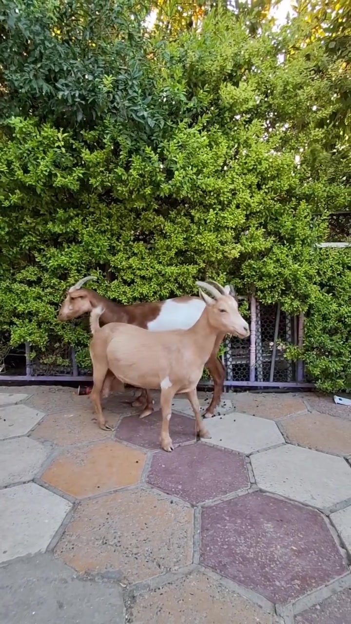 زوج نثايه فول بغداد
***********

