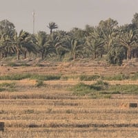 للايجار ارض زراعيه ضمان سنوي على نهر الغراف طريق موفقيه قرية عزيز العا...