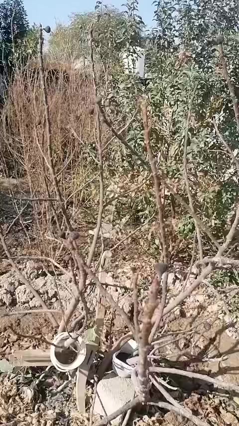 اللهم صل على محمد وال محمد من رخصة مسوؤلي الكروب
بيت مع مزرعة للبيع – بغداد حي البتول 
 مساحة الأرض 2500 مزروعة بأشجار حمضيات وفواكه تين بربن رمان نبك تفاحي 
فسايل نخيل برحي اصطه عمران تبرزل 
مساحة البناء 150م²:
البيت : 2 غرف نوم، استقبال، هول، مطبخ، مجمع صحيات، وواجهة 20 م. نزال 130 م 
نهاية الشارع مدرسه الخيرات 
📞 للتواصل: ***********
°22'31.9"N 44°32'13.7"E
