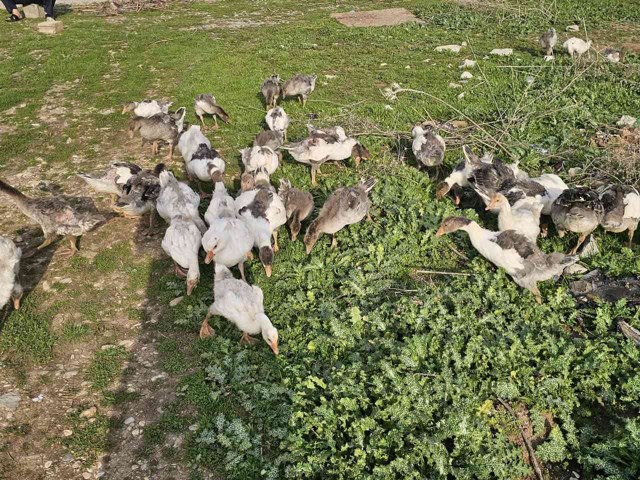 ٥٣باره قازي زرشام و دوره كو زؤر جوان تمنيان ١مانك بؤ٢مانك 
شوين شاره زوور هه له بجه ي تازه  
***********
***********
