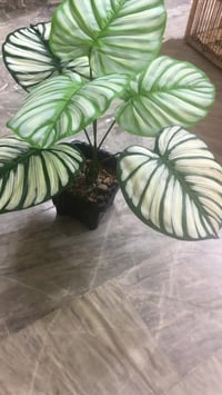 الشعب • بغداد • للبيع