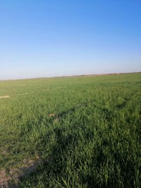 ديوانيه البدير • ٧٥دونم • مزكي مرتين