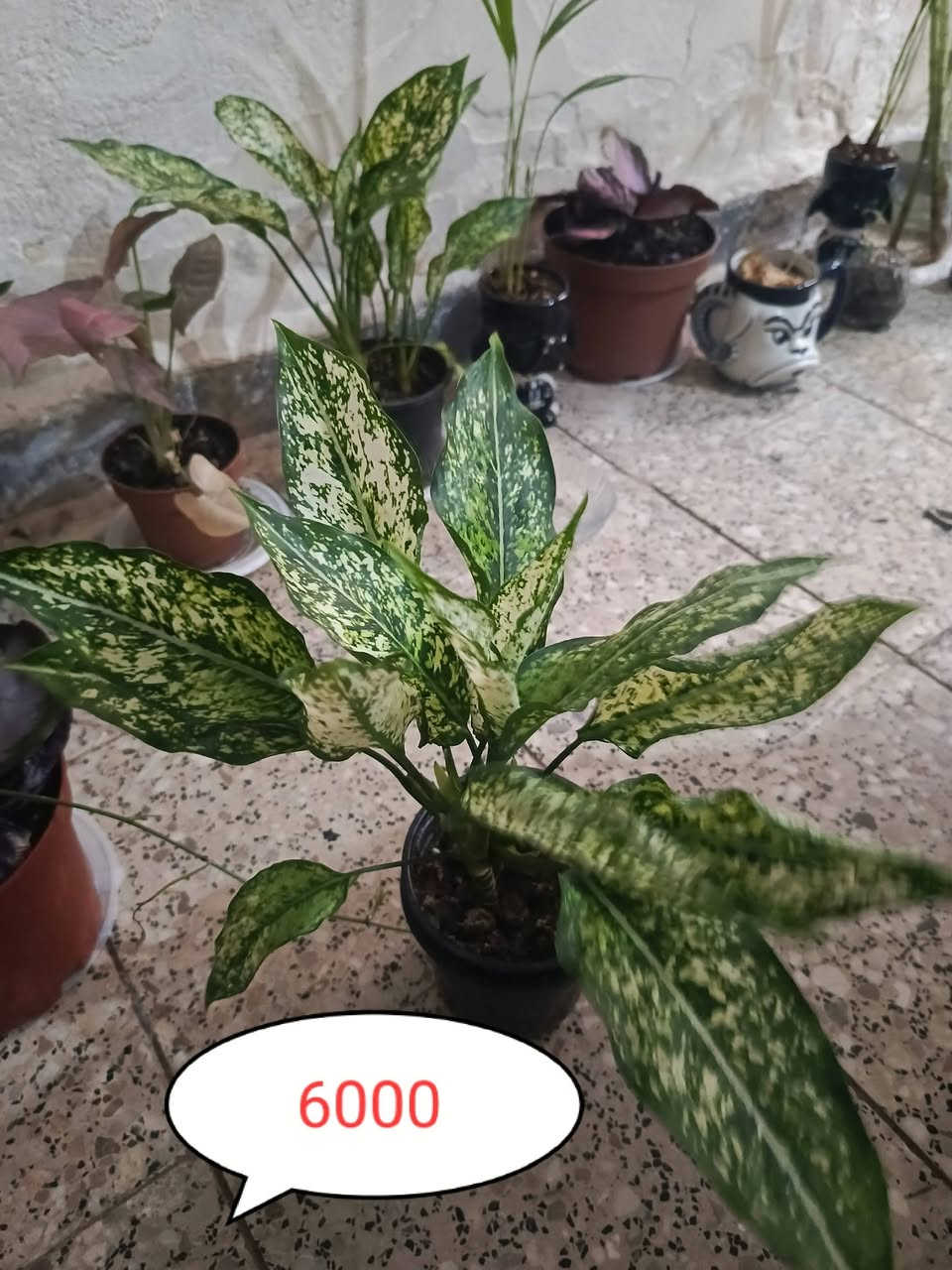 متوفر توجد خدمه توصيل لجميع المحافظات وداخل كركوك


**إذا كنت صاحب هذا الإعلان وتريد حذفه لأي سبب، رجاءا أرسل رسالة إلى الدعم الفني**