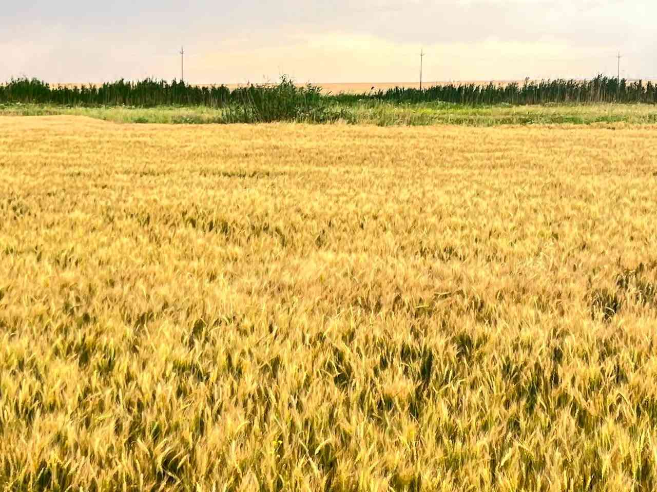 حنطه درجه أولى جيل ثاني نوع اقچا العنوان كركوك يايجي للاستفسار الاتصال ***********
