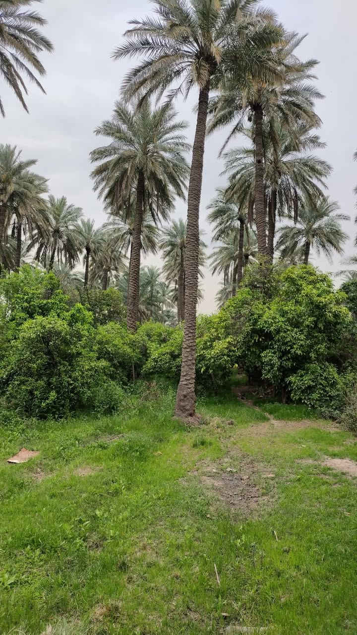 أرض للاستثمار مساحة 800 متر، العنوان: بغداد – البوعيثة. الموقع قرب مدرسة النصر ومستوصف الجيبجي وجامع الغفران، ويمتاز بالقرب من نهر دجلة والخدمات الكاملة (طريق مبلط، كهرباء، إنترنت، ماء). الأرض مناسبة لبناء استراحة أو مزرعة أو حتى بيت سكن. المنطقة مأهولة وقريبة من مزارع وبيوت راقية. الإيجار: حسب طبيعة المشروع وقابل للتفاوض. للتواصل والاستفسار: ***********.
