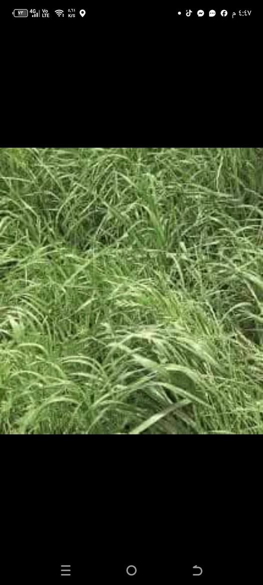 السلام عليكم ورحمة الله وبركاته
جملتنا هي الأفضل تعمل في خدمتكم

إلى أصحاب المحلات التجارية والمزارعون

يعلن مكتب علي العيساوي 🏢 🏢

عن توفر بونيكام

ذات فوائد درجه اولى
من حيث الحليب كثرة البروتينات التسمين

الأسعار مناسبه و انخفاضيه

كما وأنه هنالك تخفيضات# الأصحاب المحلات التجاريه

العنوان
بابل الكفل مقابل كراج
بني مسلم

***********
*********** كرارالعيساوي
