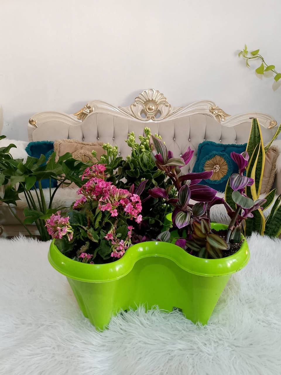 حوض نبات كامل 15الف عرض اليوم


**إذا كنت صاحب هذا الإعلان وتريد حذفه لأي سبب، رجاءا أرسل رسالة إلى الدعم الفني**