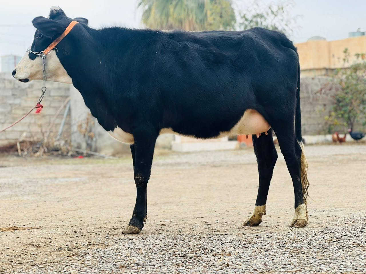 السلام عليكم ورحمة الله وبركاتة اباچير محططات على ميلاد سمتال على كل عيب ناصحات مال بيت اجل وشرب الاستفسار ع هاذه الرقم *********** ملاحظه يرهم مراوس بحلال الموقع ناحيةالزاب
