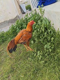 بيض هراتي • كمية محدودة • شريعه