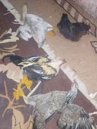 فراريج عرب • ١٠ بيضات • اسديره وسطه