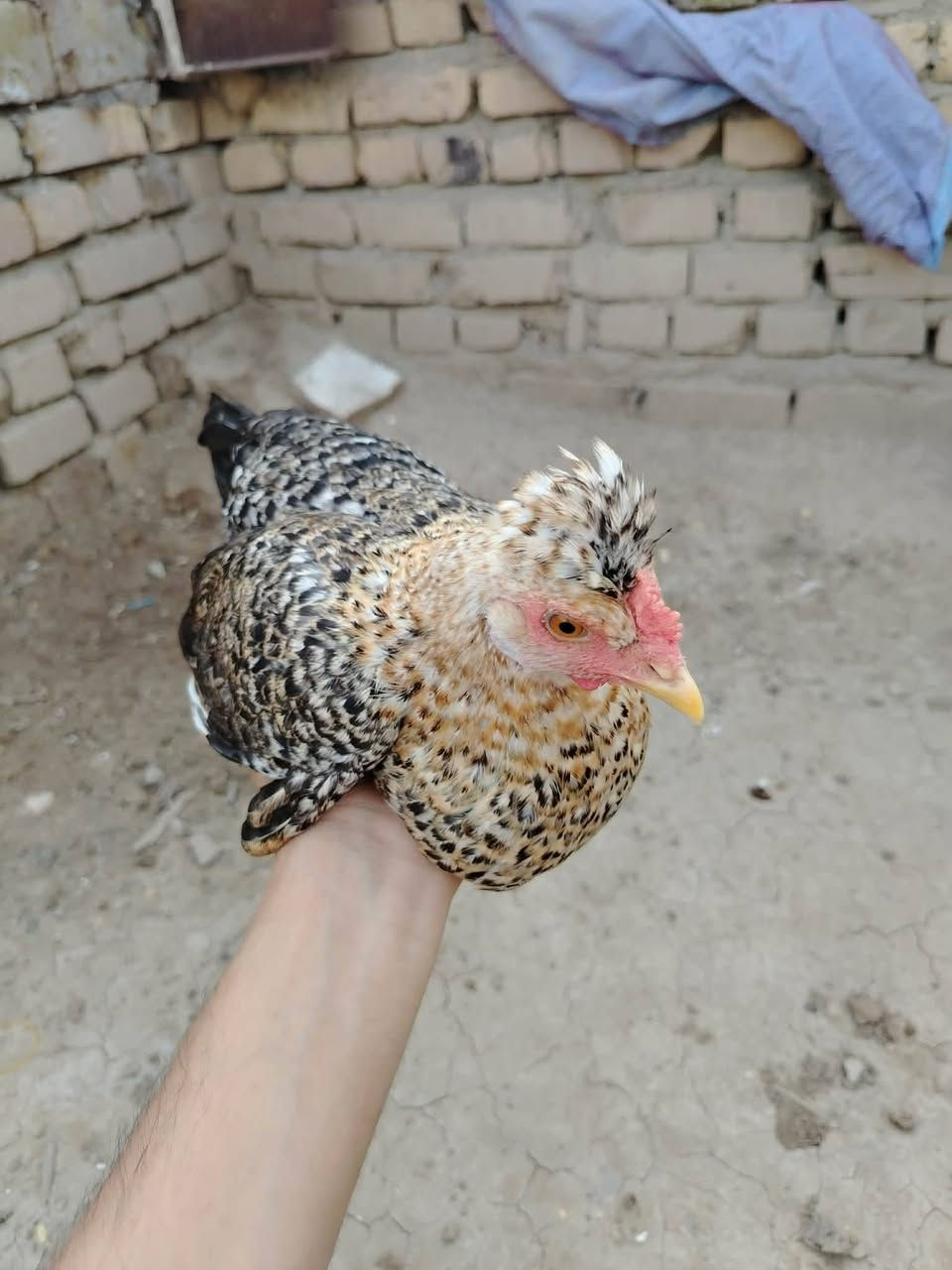 ​📌 إعلان بيع دجاج
السلام عليكم.. متاح دجاج عرب 

​📄 التفاصيل والعدد:

​🐓 ديج (عدد 1): (موضح بالصور).

​🐔 دجاجات (عدد 2): بياضات 

​🐥 فراريج (عدد 6): أعمارهن تتراوح بين 3 أشهر ونص إلى 4 أشهر،  

💶السعار  : كلمن وسعره 

​📍 المكان: العمارة - حي الوحدة

​💬 للاستفسار والشراء:

 التواصل على الخاص


**إذا كنت صاحب هذا الإعلان وتريد حذفه لأي سبب، رجاءا أرسل رسالة إلى الدعم الفني**