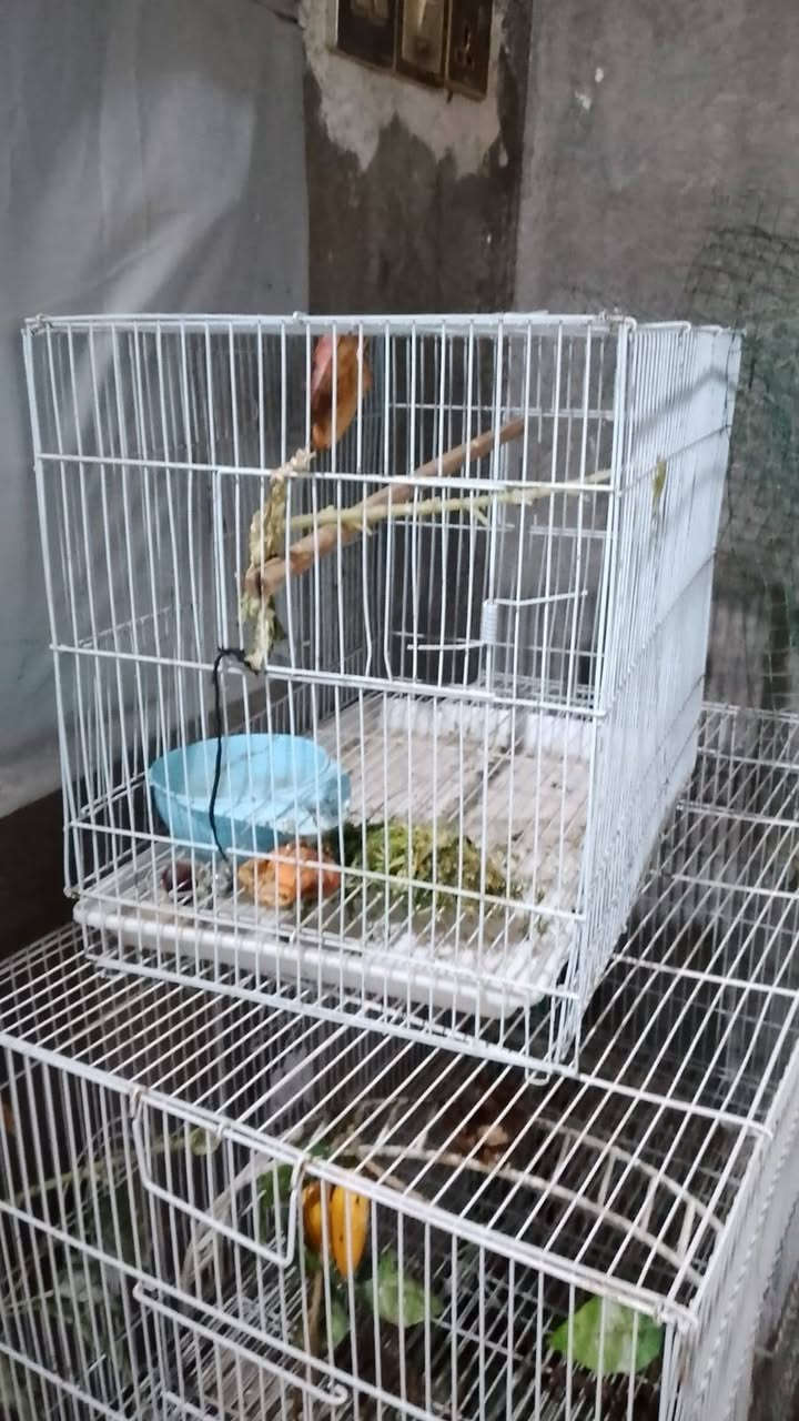 سلام عليكم قفاصه انضاف استخدم قليل حجم الجبير وصط وصغير شلع ب٥٠وبيهن مجال مكاني ناصريه المهيديه ***********3
