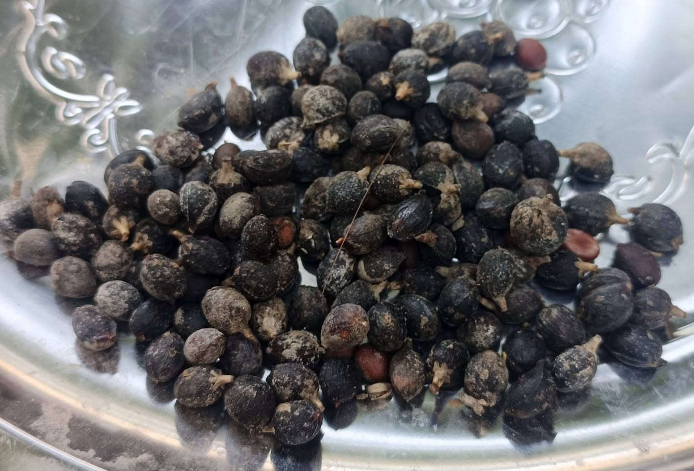 لأصحاب المشاتل، الحدائق، والمشاريع الزراعية، يعلن [مشتل طبيعة مشتل طبيعه الرحمن ] عن توفر وجبة جديدة من البذور المنتقاة بعناية وبنسب إنبات عالية لأقوى وأجمل أشجار الزينة والمصدات:
​✨ التشكيلة المتوفرة:
​🌳 بذور شجرة البيزا (الألبيزيا): شجرة الظل والتشجير الأولى، سريعة النمو جداً ومقاومة للحرارة العالية، مثالية للحدائق والشوارع.
​🌿 بذور الديدوني (الدادونيا): الشجيرة المفضلة دائماً لعمل السياج الأخضر والمصدات الطبيعية الجميلة والآمنة على الجدران.
​🫘 بذور الخروع: سريعة النمو، ممتازة للتظليل السريع وتغطية المساحات المفتوحة.
​🌴 بذور نخل الواشنطونيا (الزينة): النخل الملوكي الفاخر، سريع النمو لإعطاء فخامة فورية للحدائق والواجهات.
​🔥 الـعـرْض الأقْـوى (لفترة محدودة جداً!) 🔥
​📦 اشتري 5 مغلفات (من أي نوع تختارونه)... و التوصيل مجاني تماماً!
​🚛 خدمة التوصيل متوفرة ومفتوحة لجميع المحافظات، يوصلك طلبك لباب البيت.
​📥 للاستفسار عن الأسعار وتثبيت الحجز:
​يرجى مراسلتنا على الخاص (رسائل الصفحة) وسيقوم الدعم الفني بالرد عليكم فوراً وتلبية طلباتكم.
​⚠️ ملاحظة: الكمية محدودة جداً والأولوية لأسبقية الحجز!
​#زراعة #بذور #البيزا #الألبيزيا #ديدوني #واشنطونيا #خروع #مشتل #توصيل_المحافظات


**إذا كنت صاحب هذا الإعلان وتريد حذفه لأي سبب، رجاءا أرسل رسالة إلى الدعم الفني**