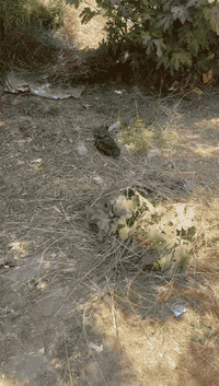 تنظيف بساتين • تنظيف حدائق • أبو حسين