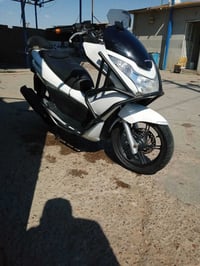 PCX • ياباني • أوراق كامله