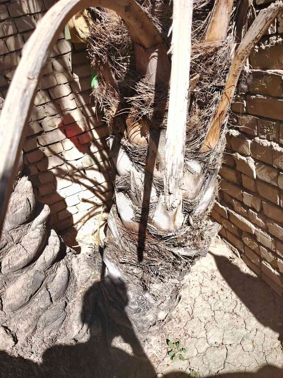 سلام عليكم شباب نخله خستاويه نثيه لبيع قيم وخذ ليرضه الله بيها متواجد فيس ماسنجر رقمي واسب شارع شمري حي طف ***********
