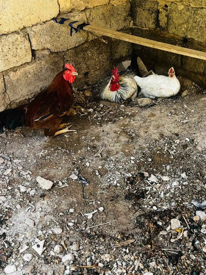 السلام عليكم 
دجاجة  بياضه و٢ ديوچة للبيع
ب٤٠

‭***********‬
