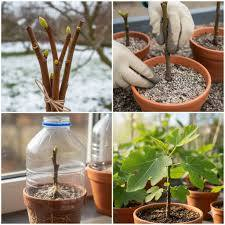 لمحبين زراعة الأقلام (العقل)
٧توجد حصص اقلام متنوعة في ثواب الإمام الحسين (عليه السلام) وثواب امواتنا
انواع الأقلام
١_ جهنمي 🌺
٢_ شبوي🌱
٣ - جوري🌹
٤ - تين 🍀
٥ - اكاسيا🌼
٦ - رمان🌱
٧ - فاكهه البمبر 🍈

🪴 مشتــــل نجم 🪴   
الصويرة ..الشارع العام ..مقابل هنداس 
🌺🍀⚘️🌺🍀⚘️
********************
مبيدات _ أسمدة _ بذور 
*******************
 تنظيف وتزيين الحدائق 🪵🍂  وعمل الديكورات 
🍀🌺🍀🌺🍀🌺🍀🌺
للحجز والاستفسار مراسلة الصفحة او الاتصال على
ارقام الهواتف☎️
اسيا : واتساب ***********  📲✅️
زين : ***********
🌺⚘️🍀🌺⚘️🍀🌺⚘️🍀
اوقات العمل  صباحاً ومساءآ طيلة أيام الاسبوع  ✧════•❁❀❁•═
زورونا ….. تجدون كل ما يسركم✧════•❁❀❁•════✧ نحو حدائق صيراوية خضراء ✅️
