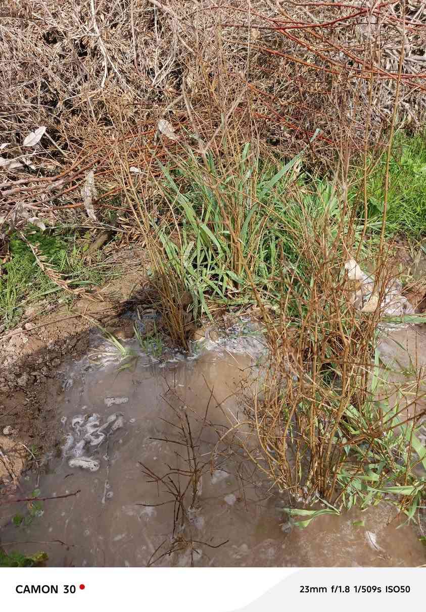 اشجار رمان مريكي درجه والى ان شاءلله رقم موجود ***********
