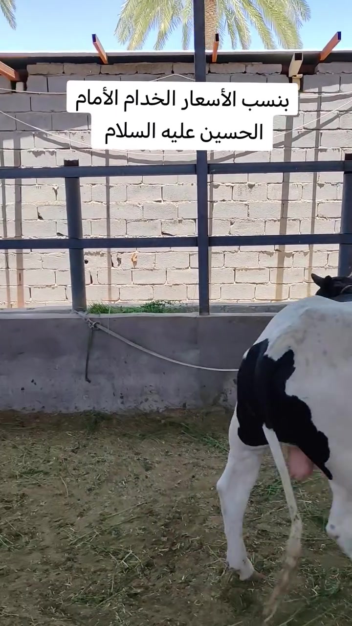 بغداد الشعله ***********
