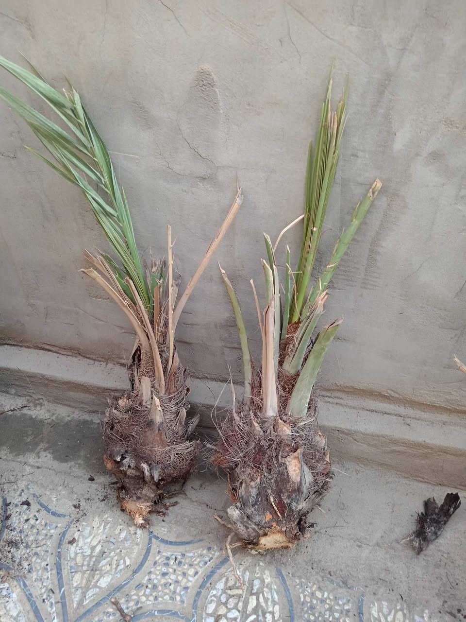 سلام عليكم نخل فسيل بريم وا مجهول وا مكتوم وا بريم العنوان بابل سده الهنديه رقم  ***********
