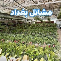 ضليات مائية • كالبتوز/قلم طوز • توصل مجاني حصيبة