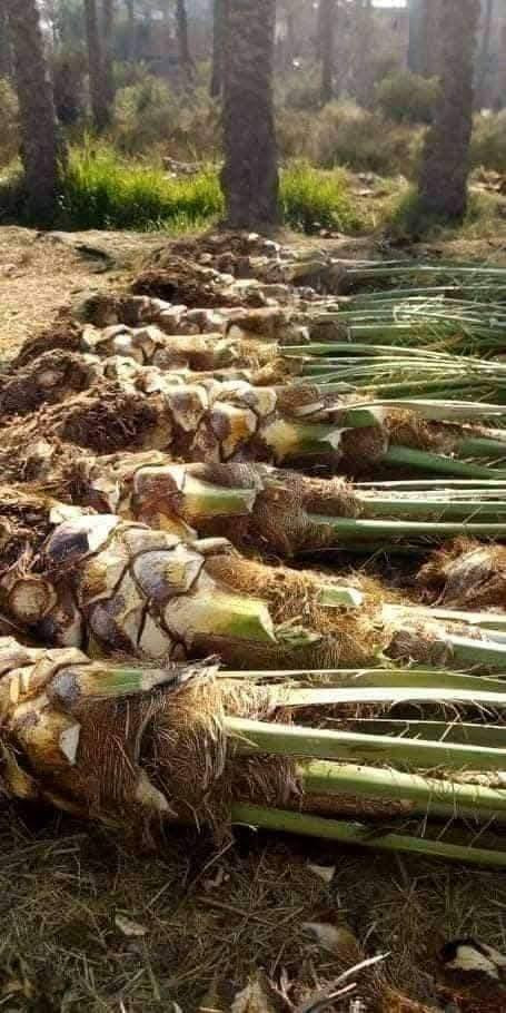 السلام عليكم يوجد لدينا كافة انواع النخيل البرحي المكتوم كنطار صلطاني تبرزن اصبع العروس اشويثي احمر خضراوي مندلي وكافة انواع ويوجد توصيل الى جميع المحافظات  الاستفسار الاتصال على الرقم (***********)
