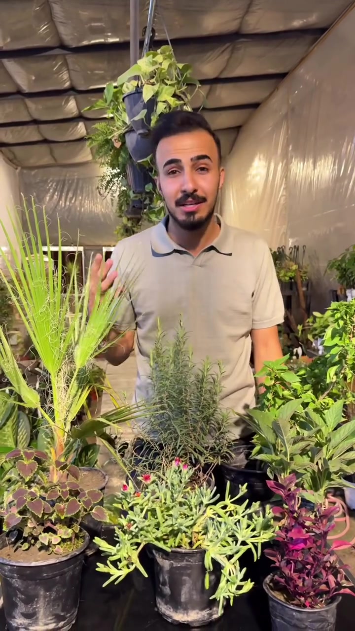 🌿🔥 عرض النباتات الخارجية المميز 🔥🌿

7 نباتات خارجية تتحمل حرارة الصيف العراقي بسعر 10,000 دينار فقط 🌞

يشمل العرض:
🌺 جهنمية قزمية
🌴 واشنطنية
🌿 روز ماري
🌺 عرف الديك
🍀 سجاد عراقي
🌱 أصابع العروس
❤️ دم العاشق

نباتات قوية، جميلة، ومناسبة للحدائق والأحواش والشرفات الخارجية، وتضيف لمسة من الجمال والألوان طوال الموسم.

🚚 يتوفر توصيل إلى جميع محافظات العراق

📞 للحجز والاستفسار:
***********

⏳ الكمية محدودة… سارعوا بالحجز قبل نفاد العرض!
#مشتل_سما_الربيع #نباتات_خارجية #عرض_خاص #حدائق #تنسيق_حدائق
