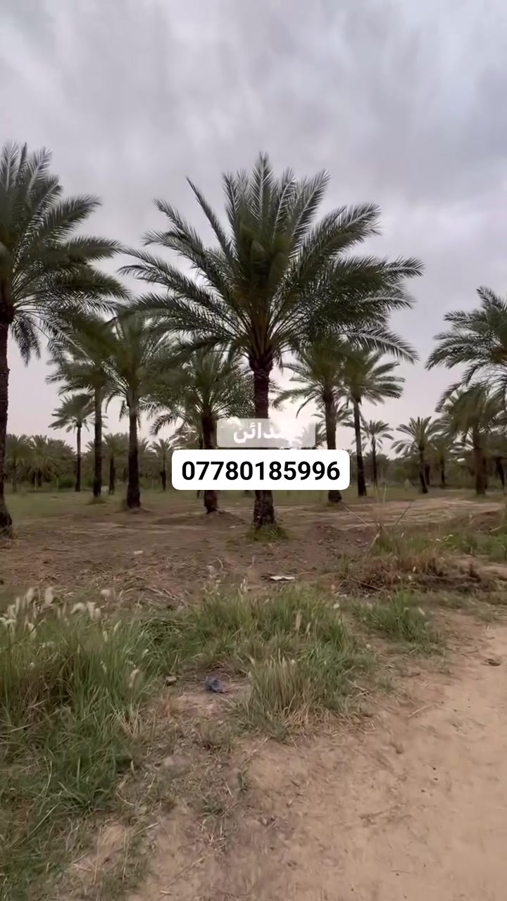 السلام عليكم 
3دونم للبيع تباع حسب الطلب 
طابو سند 25 المدائن منطقه الجعاره 
تبعد عن نهر دجله 500متر 
موقع مزارع للاستفسار الاتصال ***********
