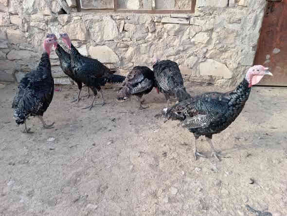 اسلام عليكم متاح للبيـــــــــــع  علو  العدد 6 خالي عن المرض  خشنات نصحات انضاف  اسمان بيهن وزن واحد7 ونص  الله شاهد مابيهم اي مرض  شراي يخابرني  العنوان الموصل الجانب ايمن 
***********
***********
