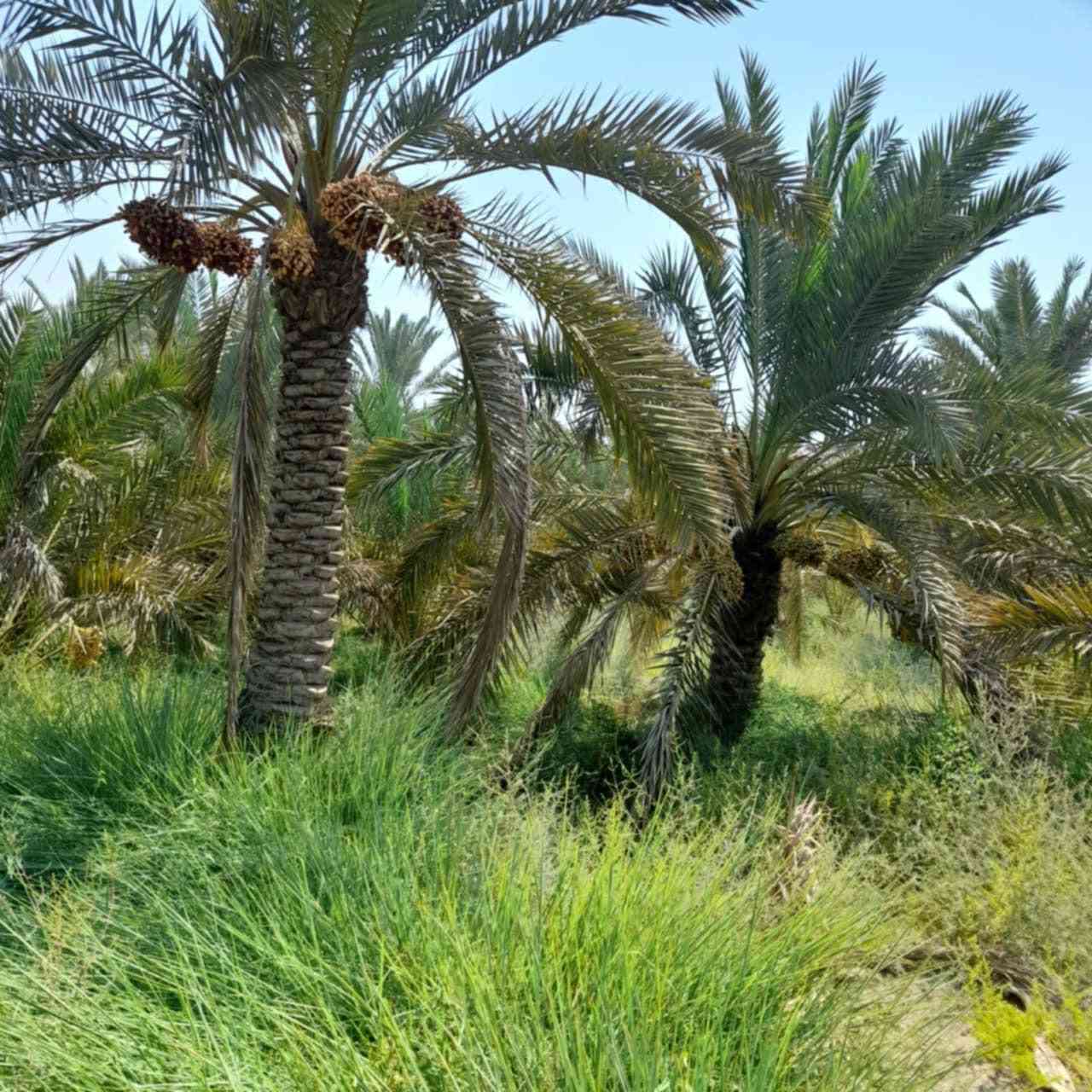 بستان دونم ونص على جهت شط العرب  بسم عراقي طابو صرف اسود عثماني تحويل مباشر  يبعد عن طريق ابو الخصيب السايدين 800م قرب جامع الرسول الاعظم
***********
