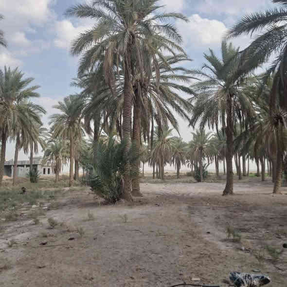 تتوفر ارض زراعي سند ٢٥بغداد ابي غريب  قرب مركز شرطه  عقرقوف تبعد عن سريع قريت ذهب البيض  ٤كلو  وعن ساحة القاء ٤٠دقيقه خدمات متكامله مدارس وحق تصرف طابو ابي غريب  دونمين سعر خاص. وتساب او تصال. ***********
***********
