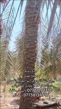 الحوطة البصرة • ٦٢٥م • للبيع